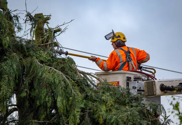 Kensington, NY Tree Services Company